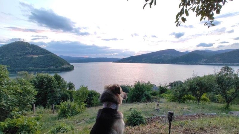 Pas sedi u bašti i gleda preko Dunava, večernje nebo
